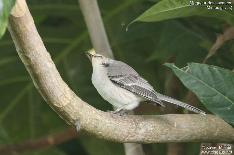 Tropical Mockingbird