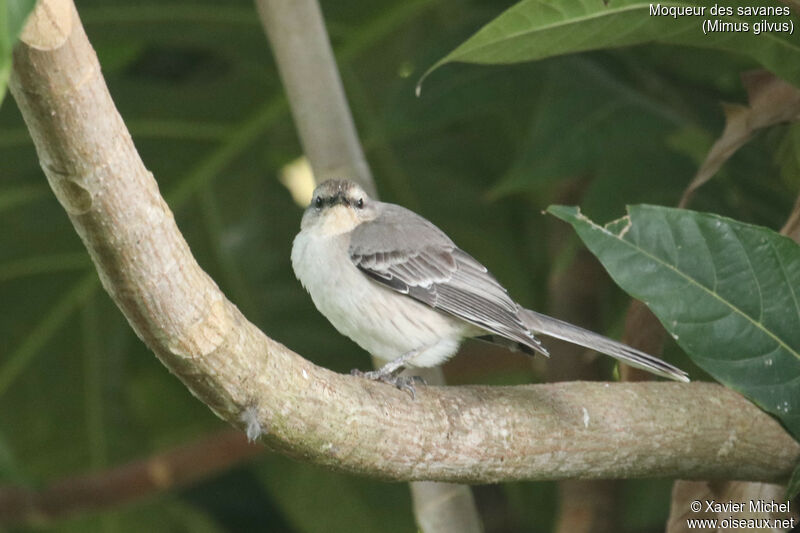 Tropical Mockingbird