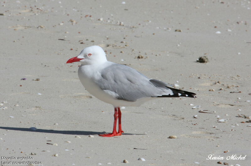 Mouette argentéeadulte, identification