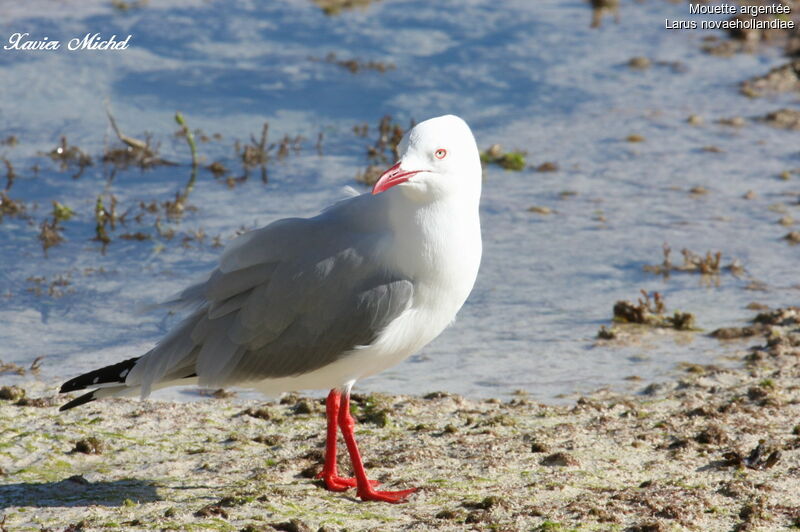 Mouette argentéeadulte