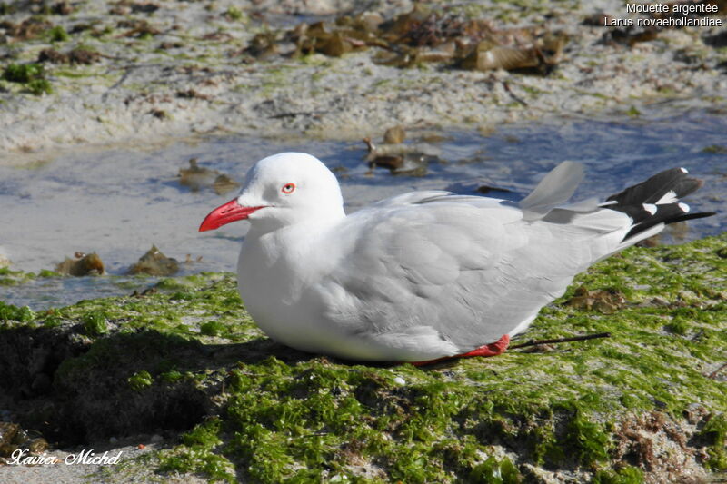 Mouette argentéeadulte