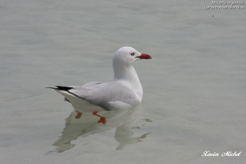 Mouette argentéeadulte