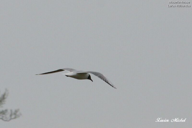 Mouette rieuse