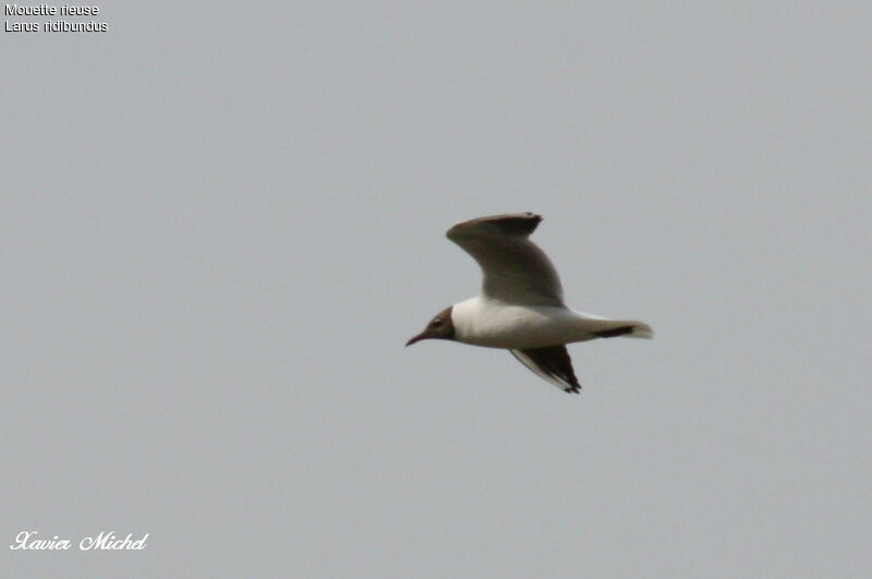 Mouette rieuse