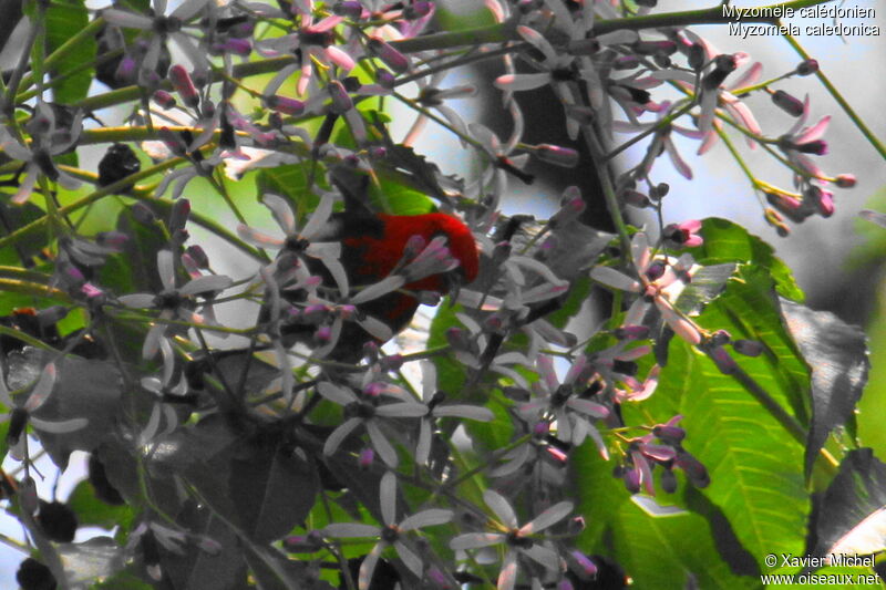 New Caledonian Myzomela