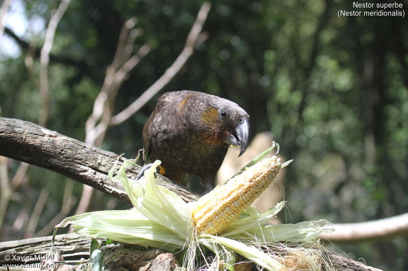 New Zealand Kaka