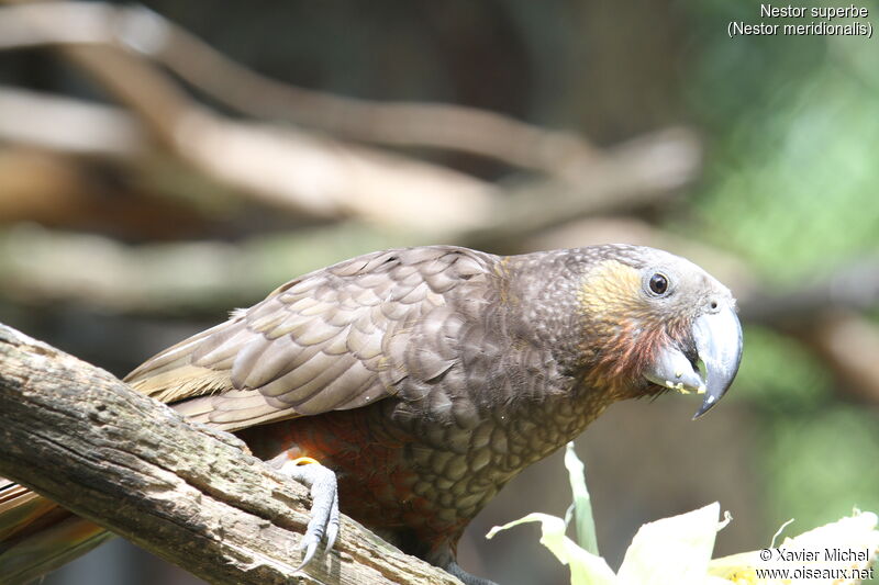 New Zealand Kaka