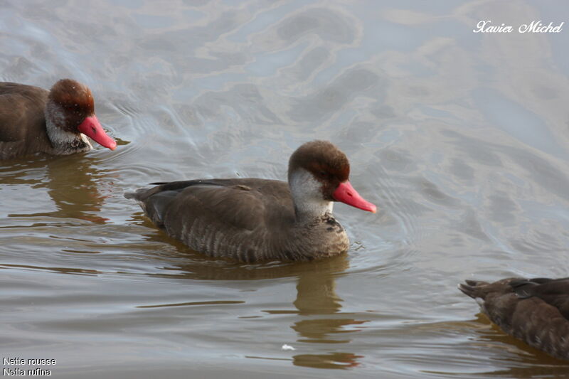 Red-crested Pochard