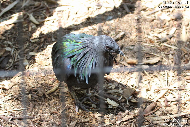 Nicobar à camail, identification