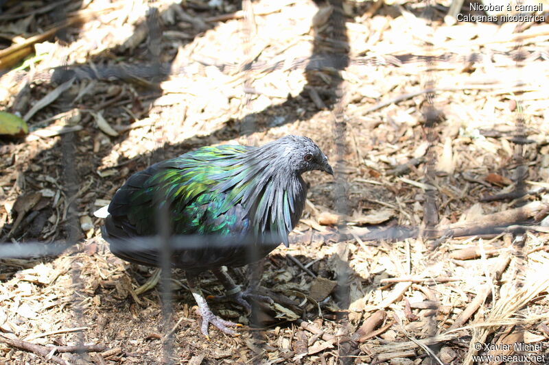 Nicobar à camail, identification