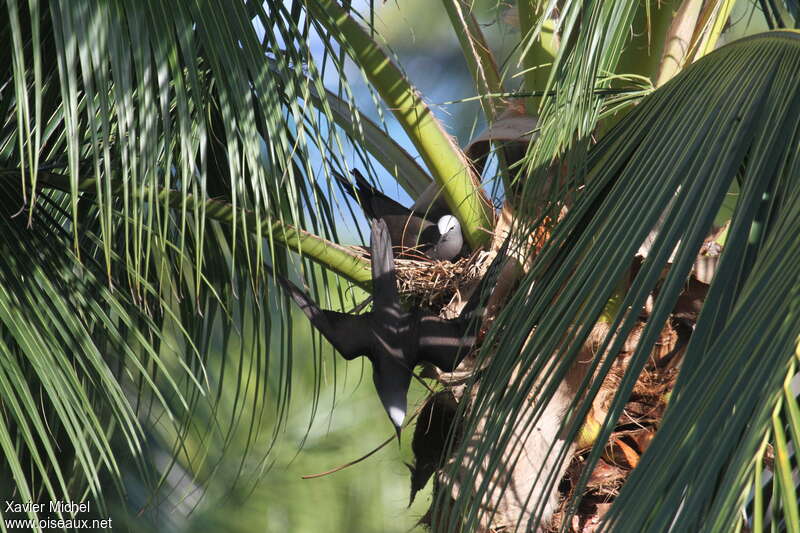 Noddi brunadulte nuptial, habitat, Nidification