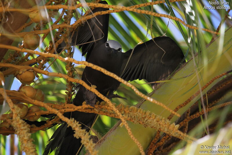 Brown Noddy