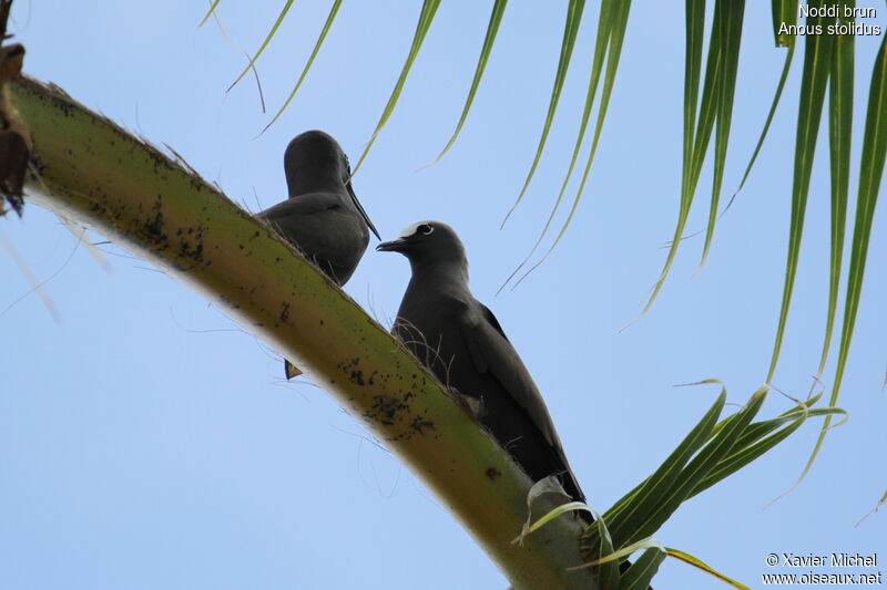 Brown Noddy 