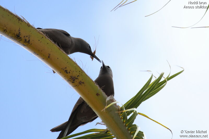 Brown Noddy 