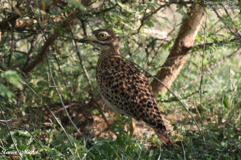 Spotted Thick-knee