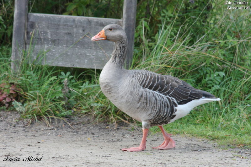 Greylag Goose