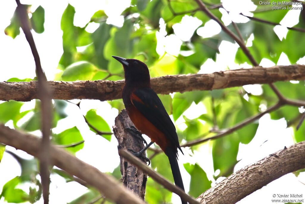 Oriole de Martinique