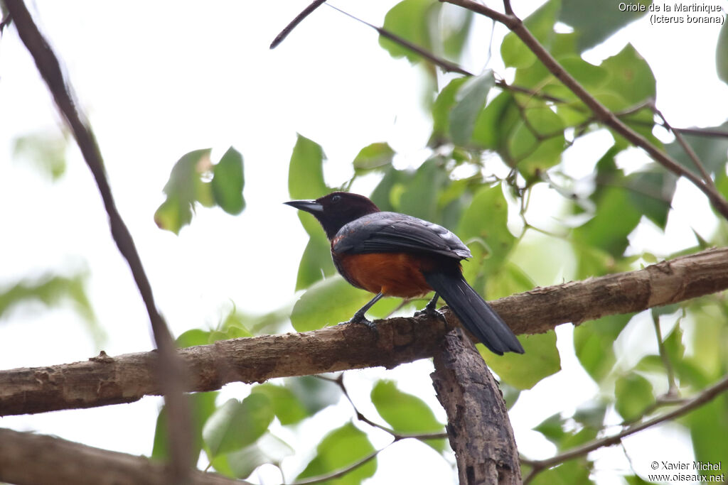 Oriole de Martinique