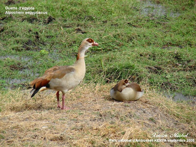 Egyptian Goose