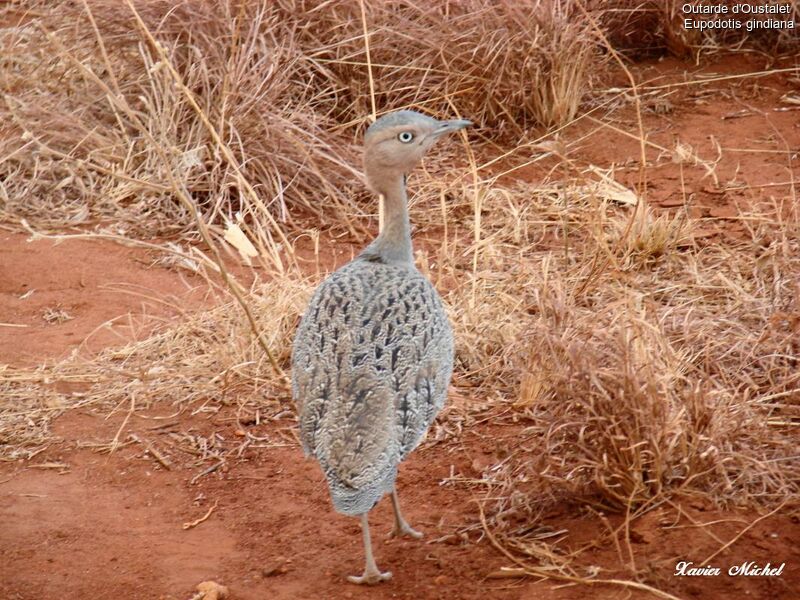 Buff-crested Bustard, identification