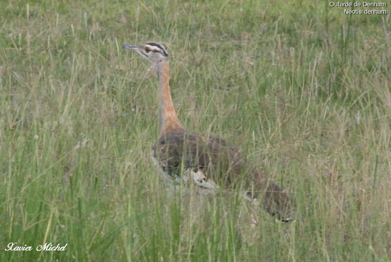 Denham's Bustard