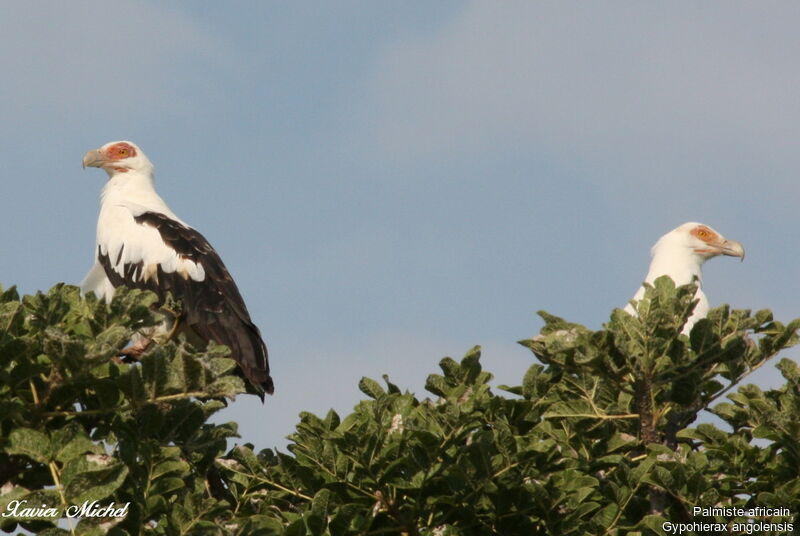 Palm-nut Vulture adult