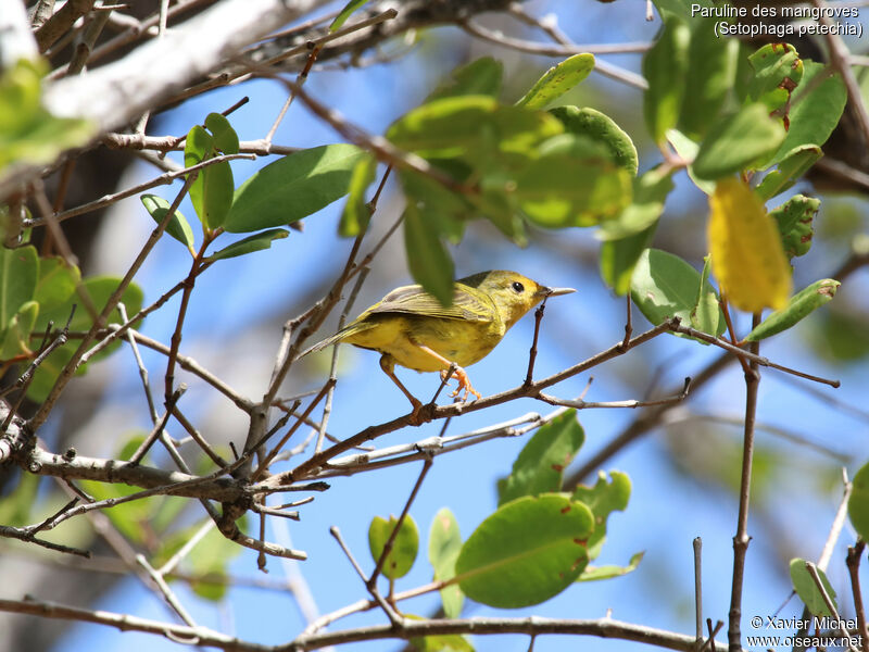 Paruline des mangroves femelle adulte