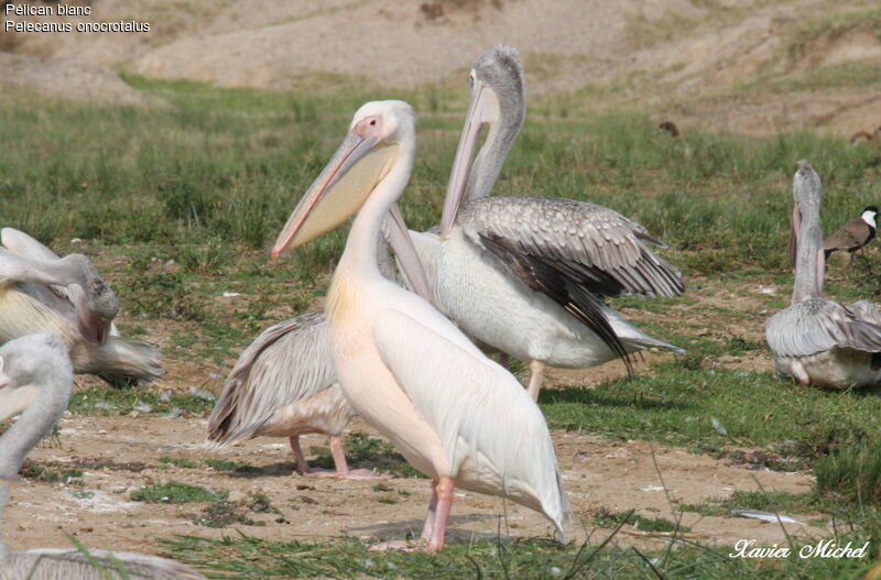 Great White Pelicanadult