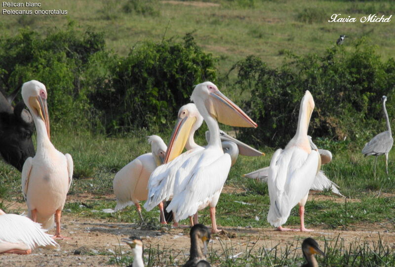 Great White Pelican