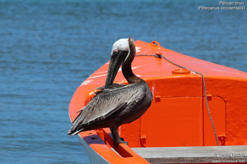 Brown Pelican, care