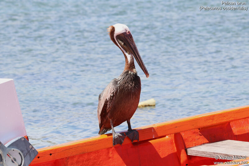 Brown Pelicanadult