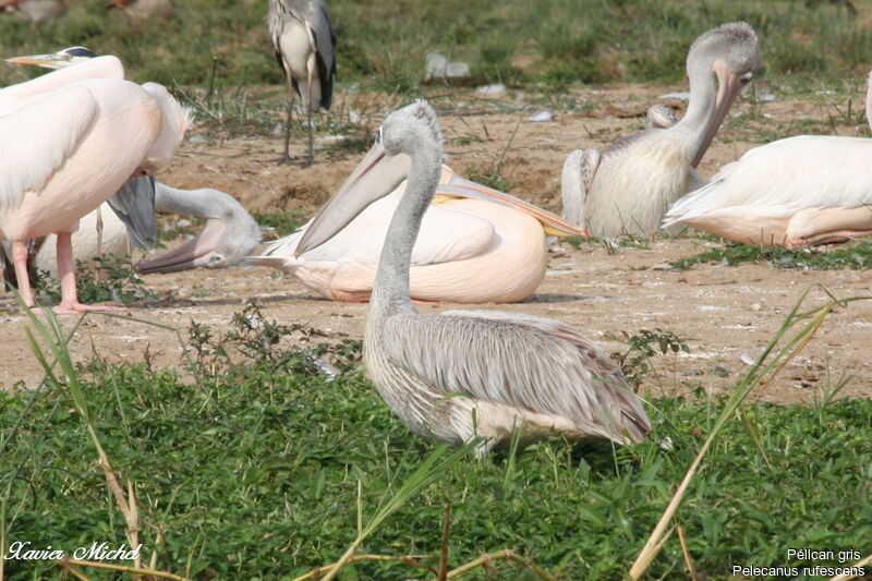 Pink-backed Pelican