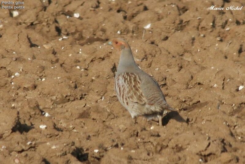 Grey Partridge