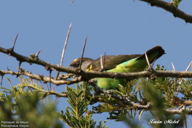 Meyer's Parrot