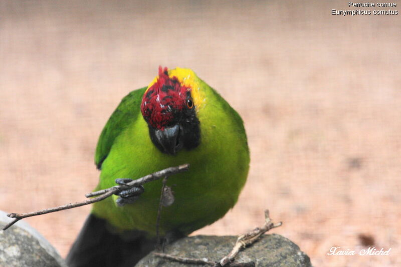 Perruche cornueadulte, identification