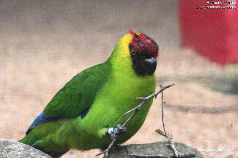 Horned Parakeetadult, identification