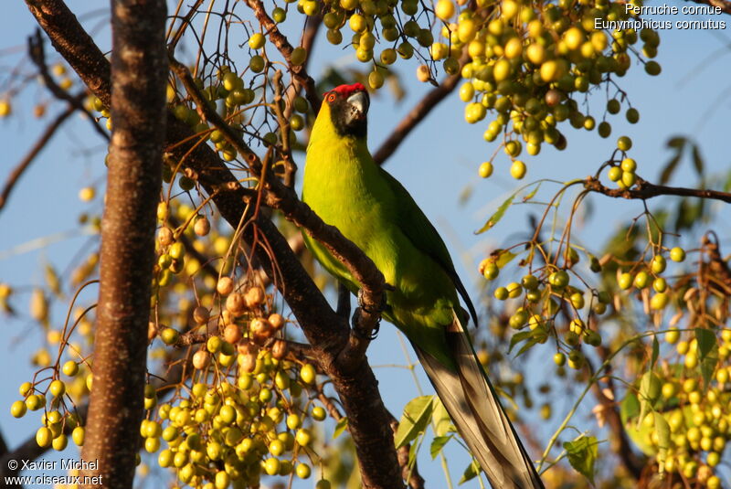 Horned Parakeetadult, identification, feeding habits