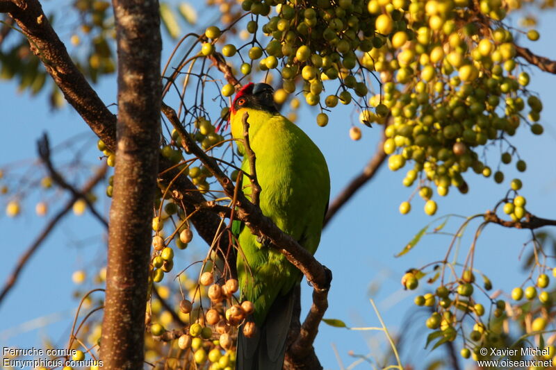 Horned Parakeetadult