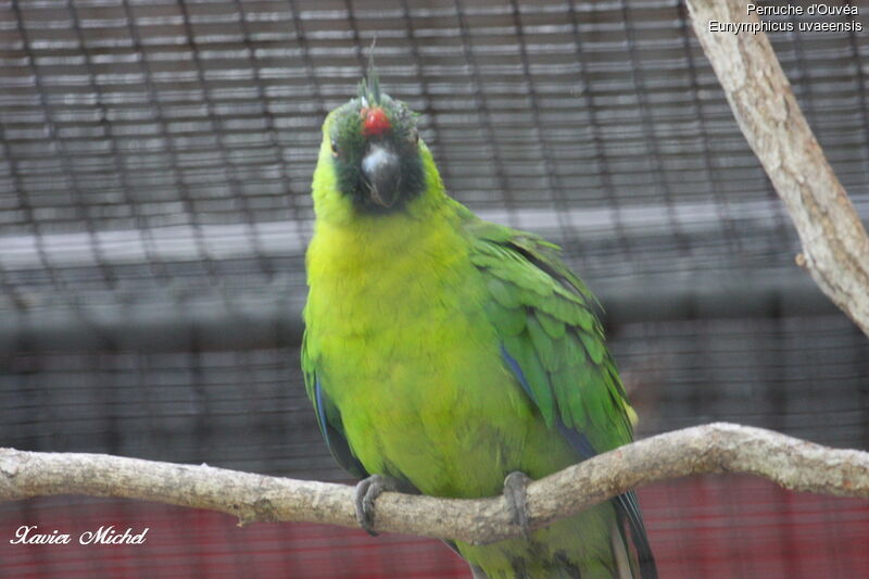 Ouvea Parakeetadult, identification