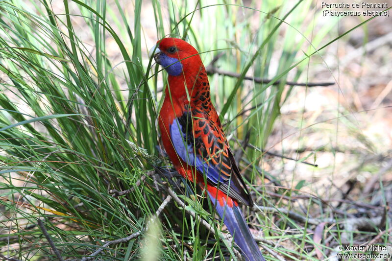 Crimson Rosellaadult, identification