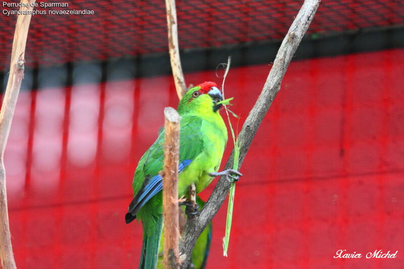 Red-crowned Parakeetadult, identification