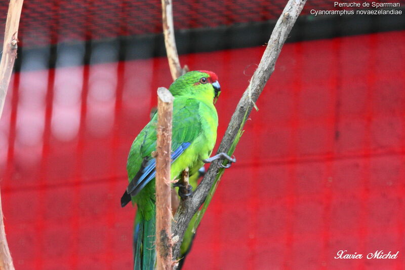 Red-crowned Parakeetadult, identification