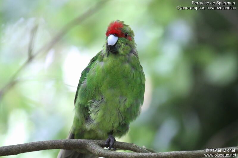 Red-crowned Parakeetimmature