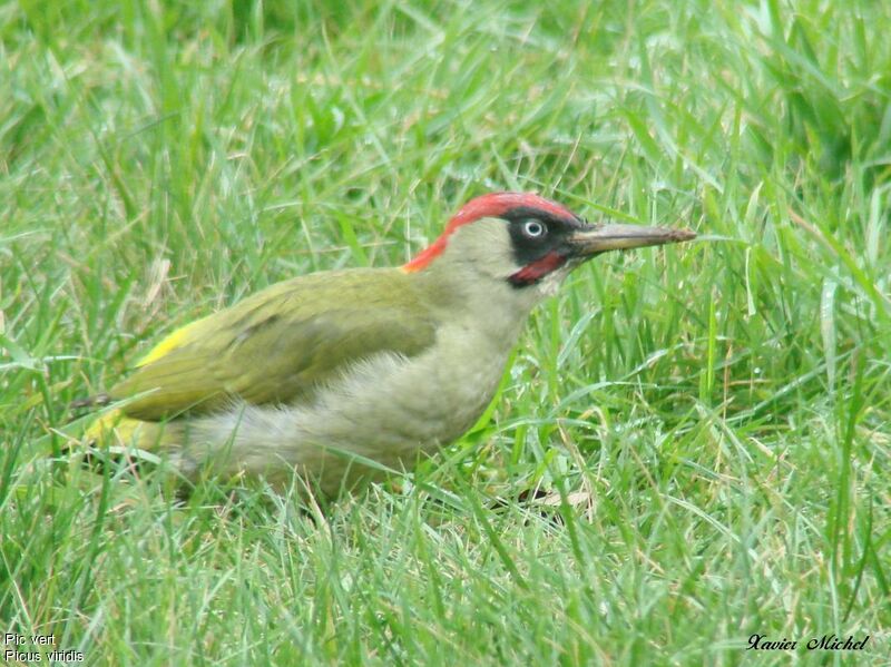 European Green Woodpecker