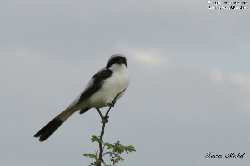 Grey-backed Fiscal