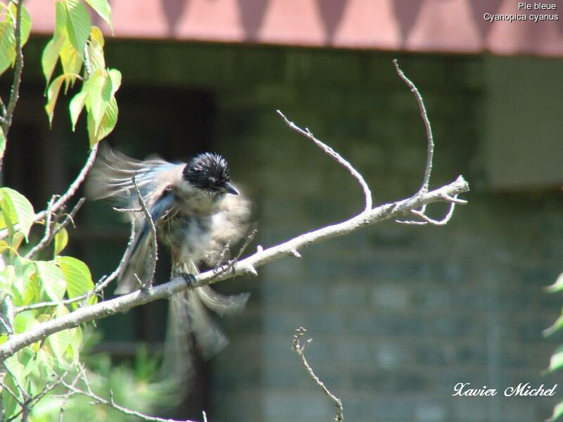 Azure-winged Magpie