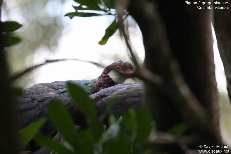 Metallic Pigeonadult, identification