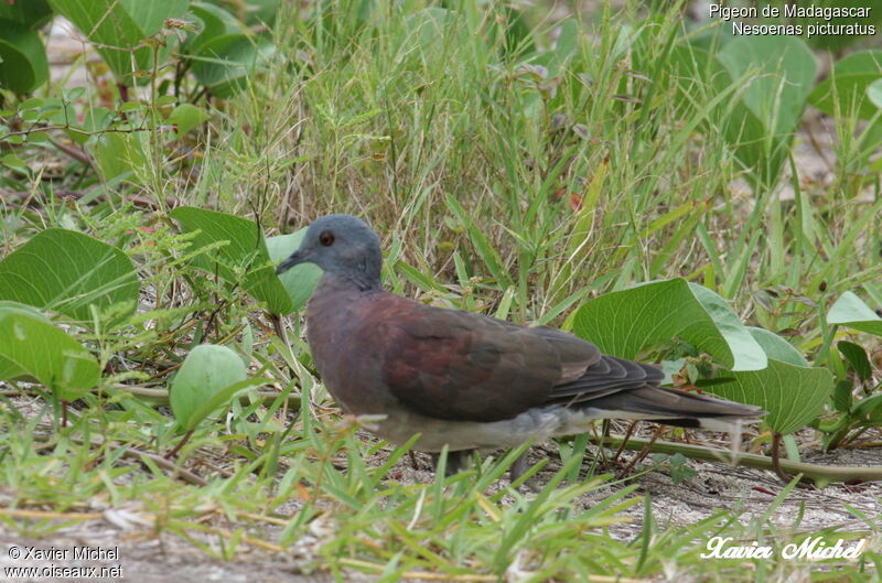 Pigeon de Madagascaradulte, identification