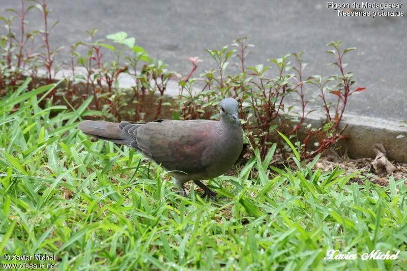 Malagasy Turtle Doveadult, identification