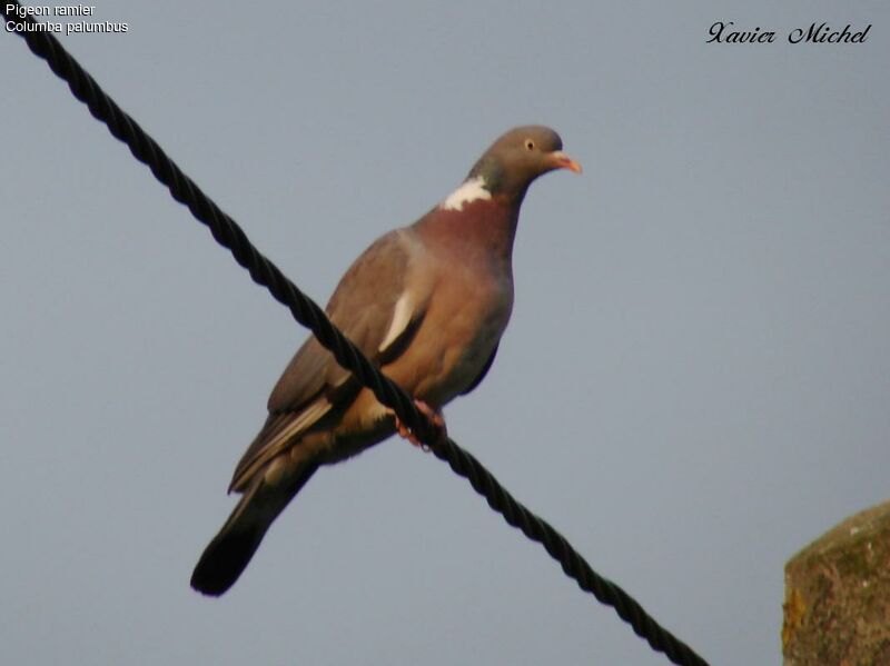 Common Wood Pigeon